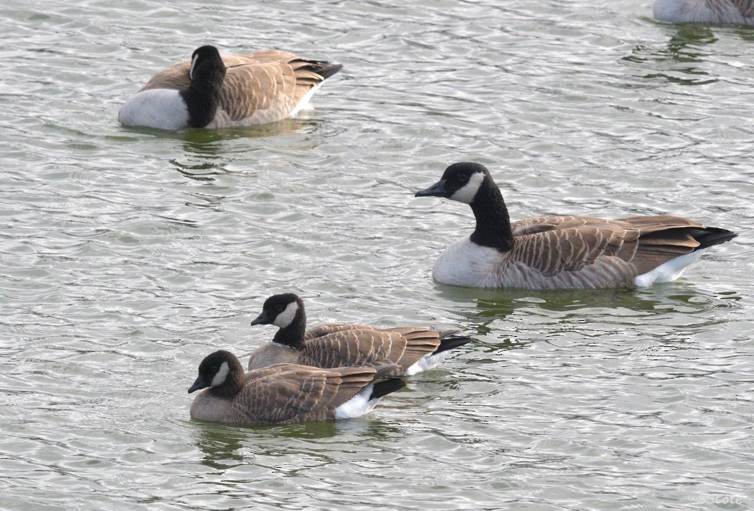 Cackling Goose - ML72957491