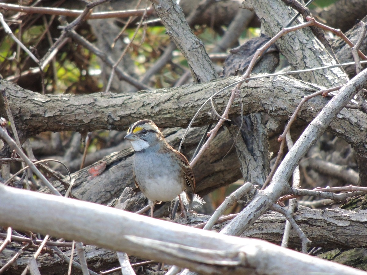 White-throated Sparrow - ML72958021