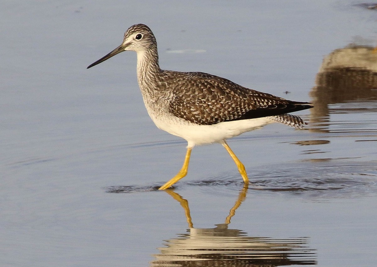 Greater Yellowlegs - Mark Dennis