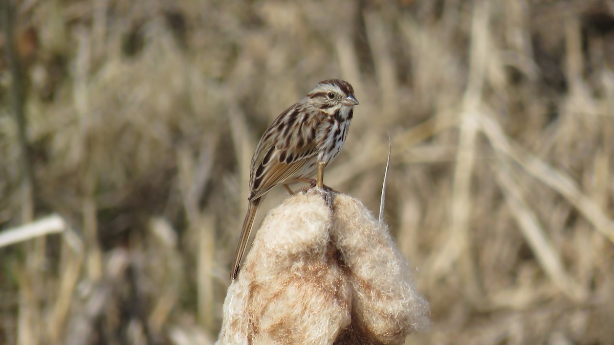 Song Sparrow - ML72962391