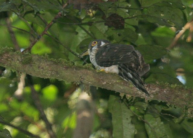 Moustached Hawk-Cuckoo - ML729651