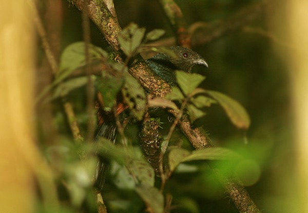 Short-toed Coucal - James Eaton