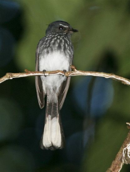 Spotted Fantail - ML729659