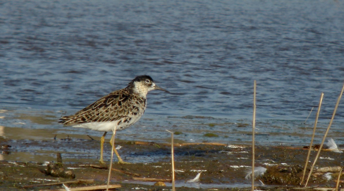 Kampfläufer - ML72967071