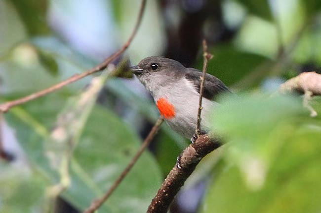 Ashy Flowerpecker - ML729671