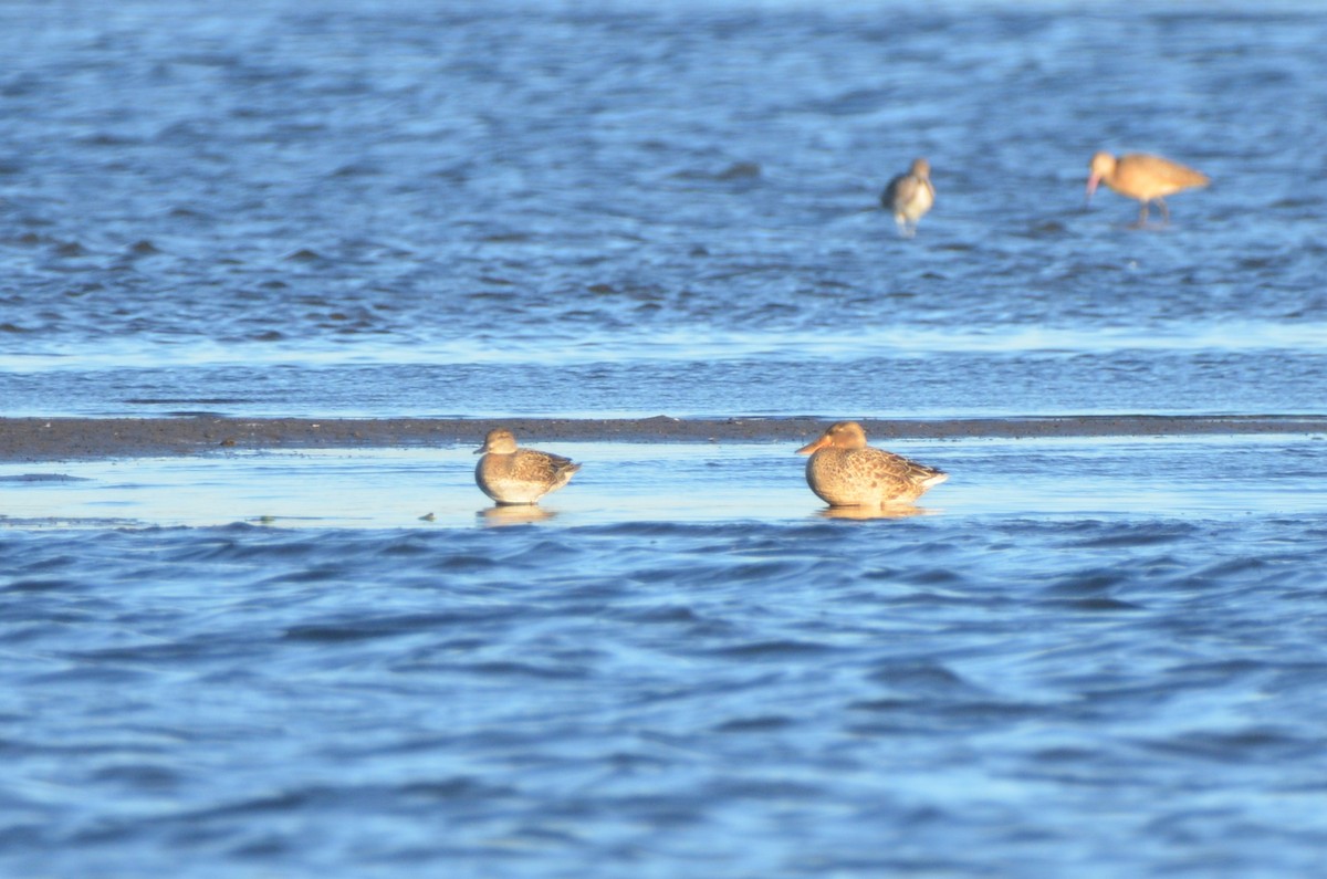 Green-winged Teal - ML72967111