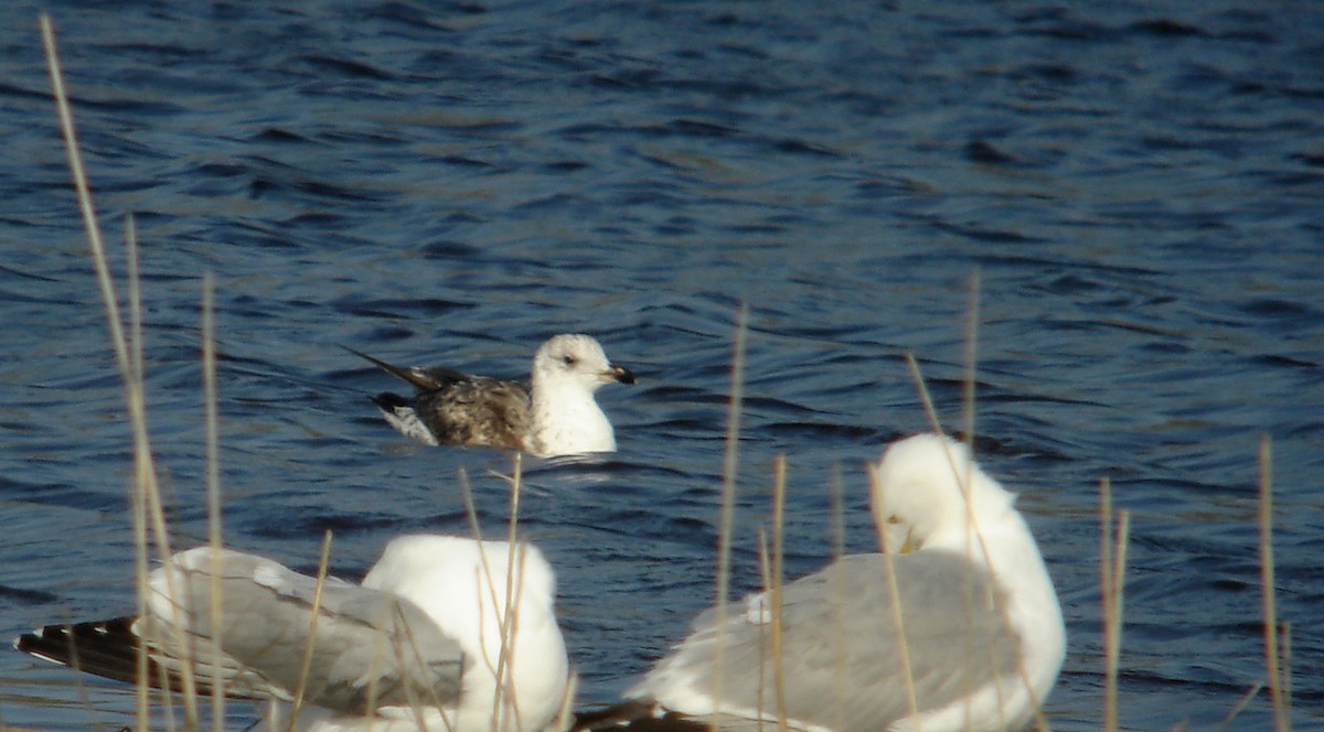 Lesser Black-backed Gull - ML72967131