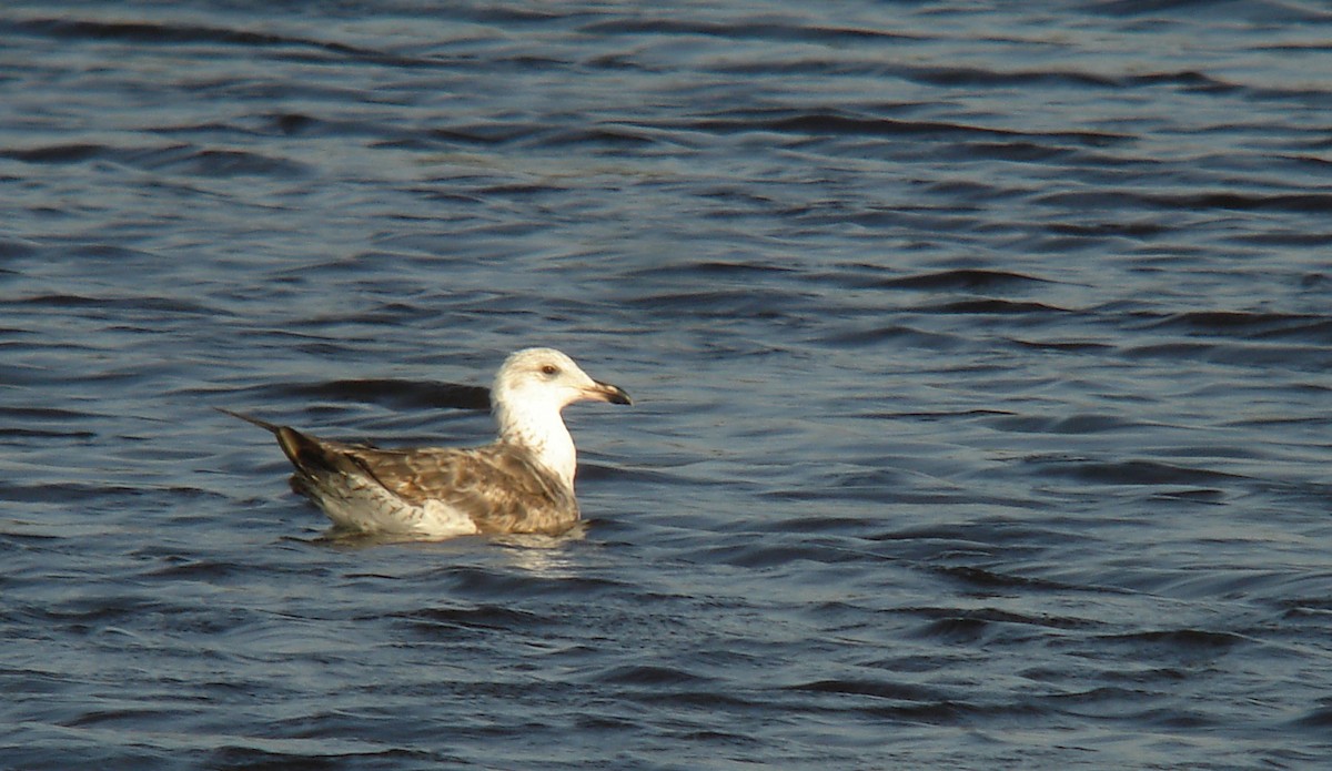 Lesser Black-backed Gull - ML72967191