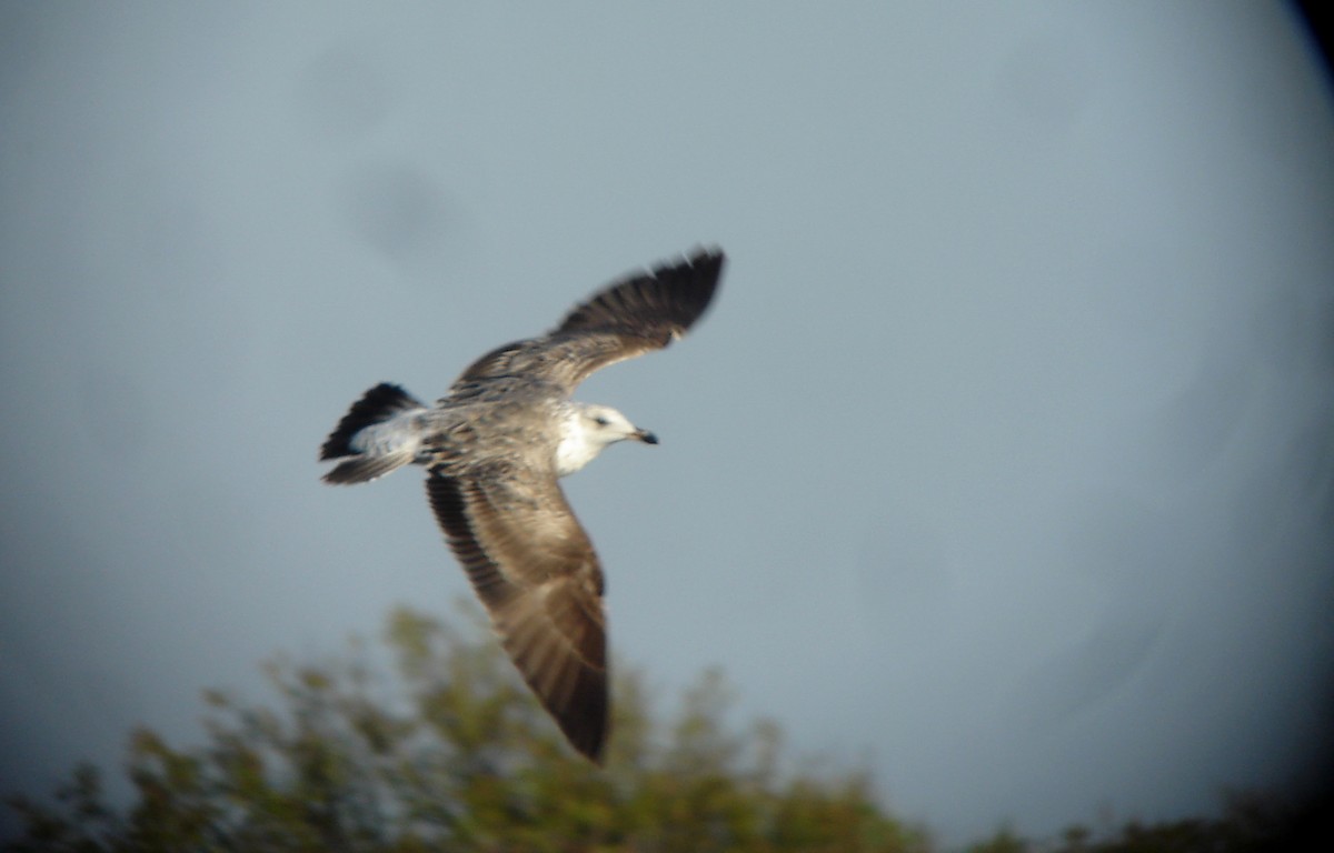 Lesser Black-backed Gull - ML72967211