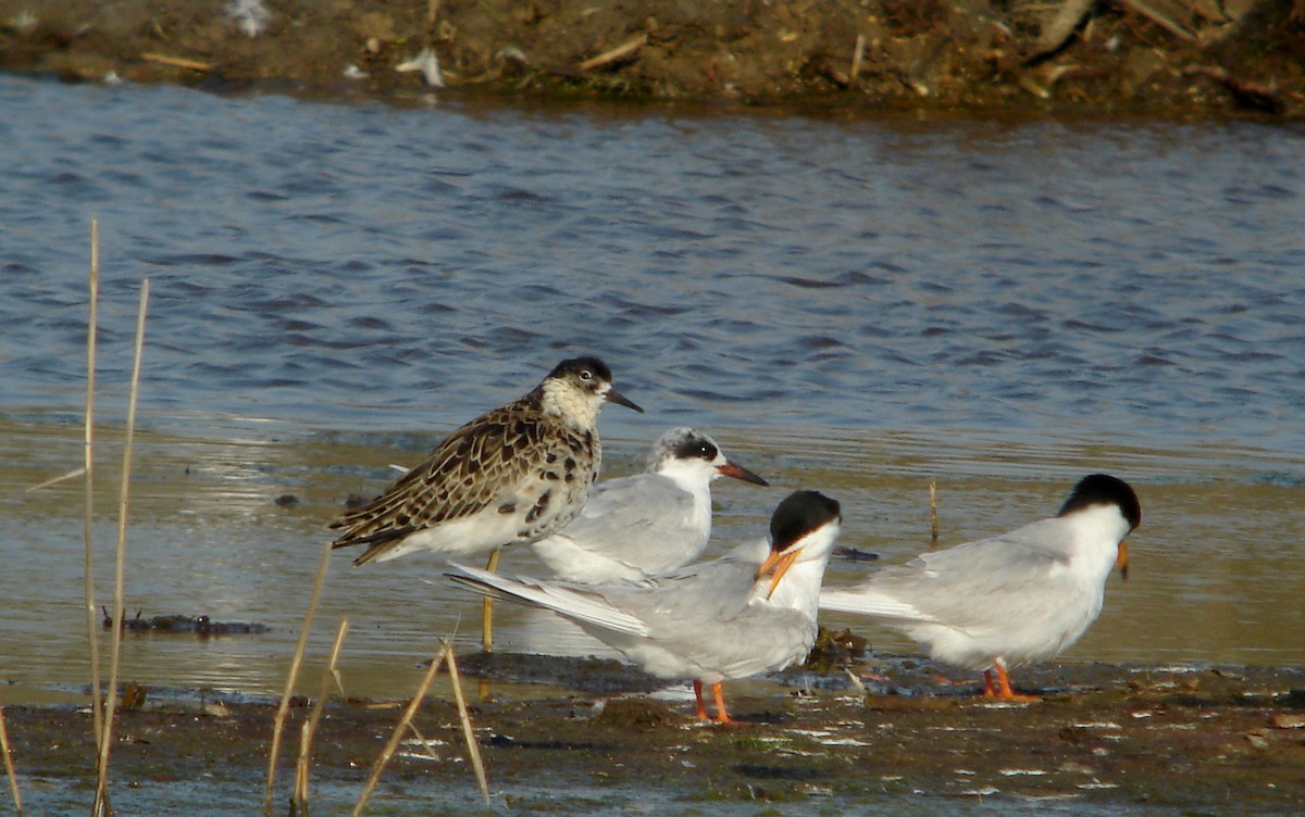 Ruff - Jay McGowan