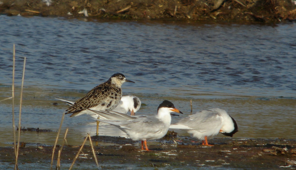 Forster's Tern - ML72967251