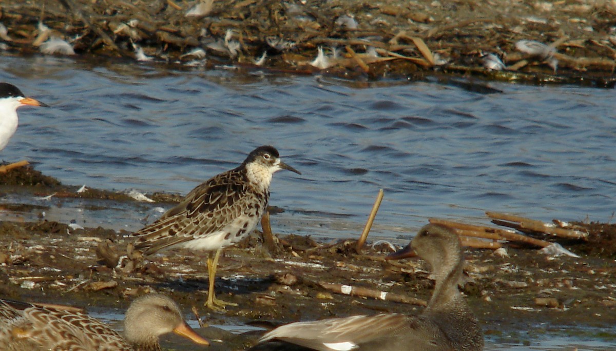 Ruff - Jay McGowan