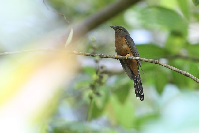 Moluccan Cuckoo - James Eaton