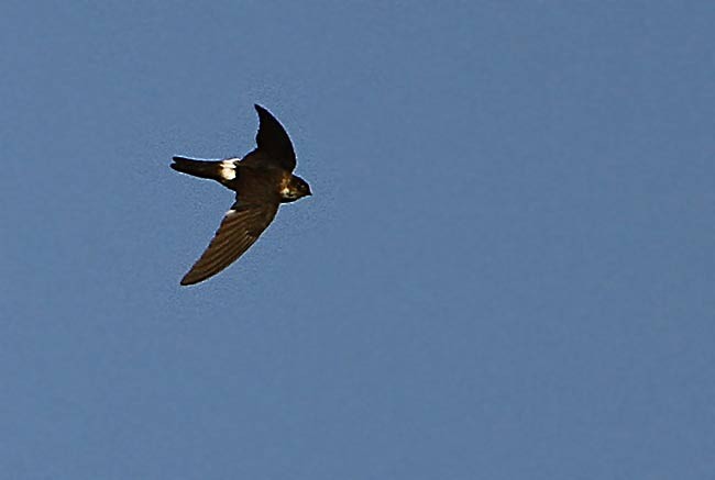 Seram Swiftlet - ML729680