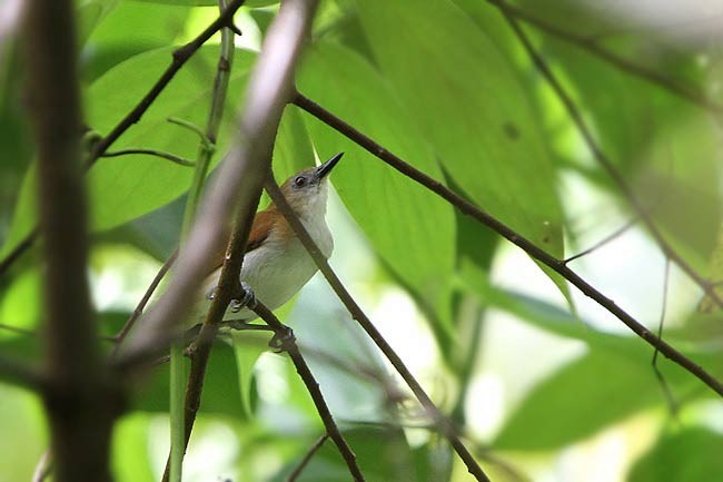 Rufescent White-eye - ML729685