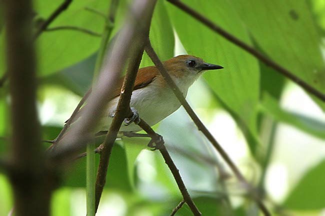 Rufescent White-eye - James Eaton