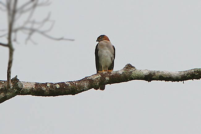 Rufous-necked Sparrowhawk - James Eaton