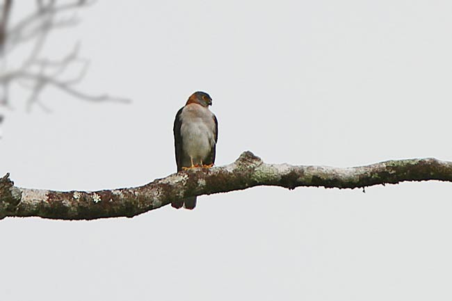 Rufous-necked Sparrowhawk - James Eaton