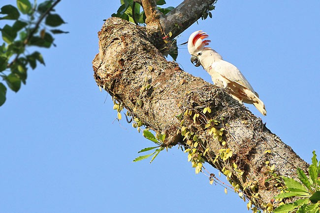 Salmon-crested Cockatoo - ML729689