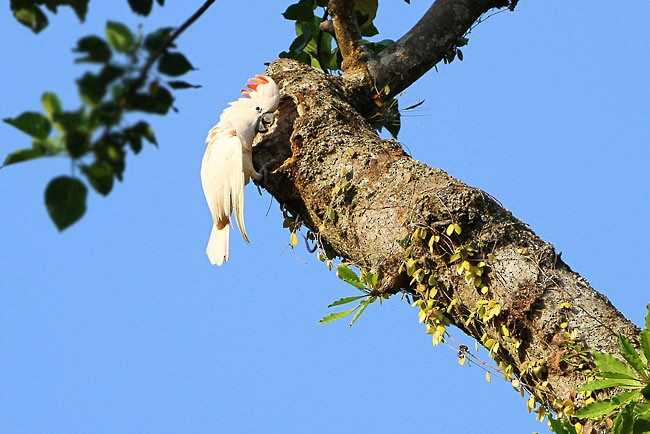 Salmon-crested Cockatoo - ML729690