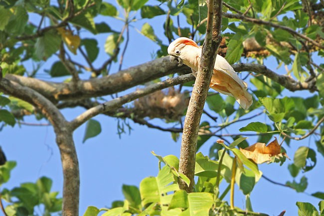 Salmon-crested Cockatoo - ML729691