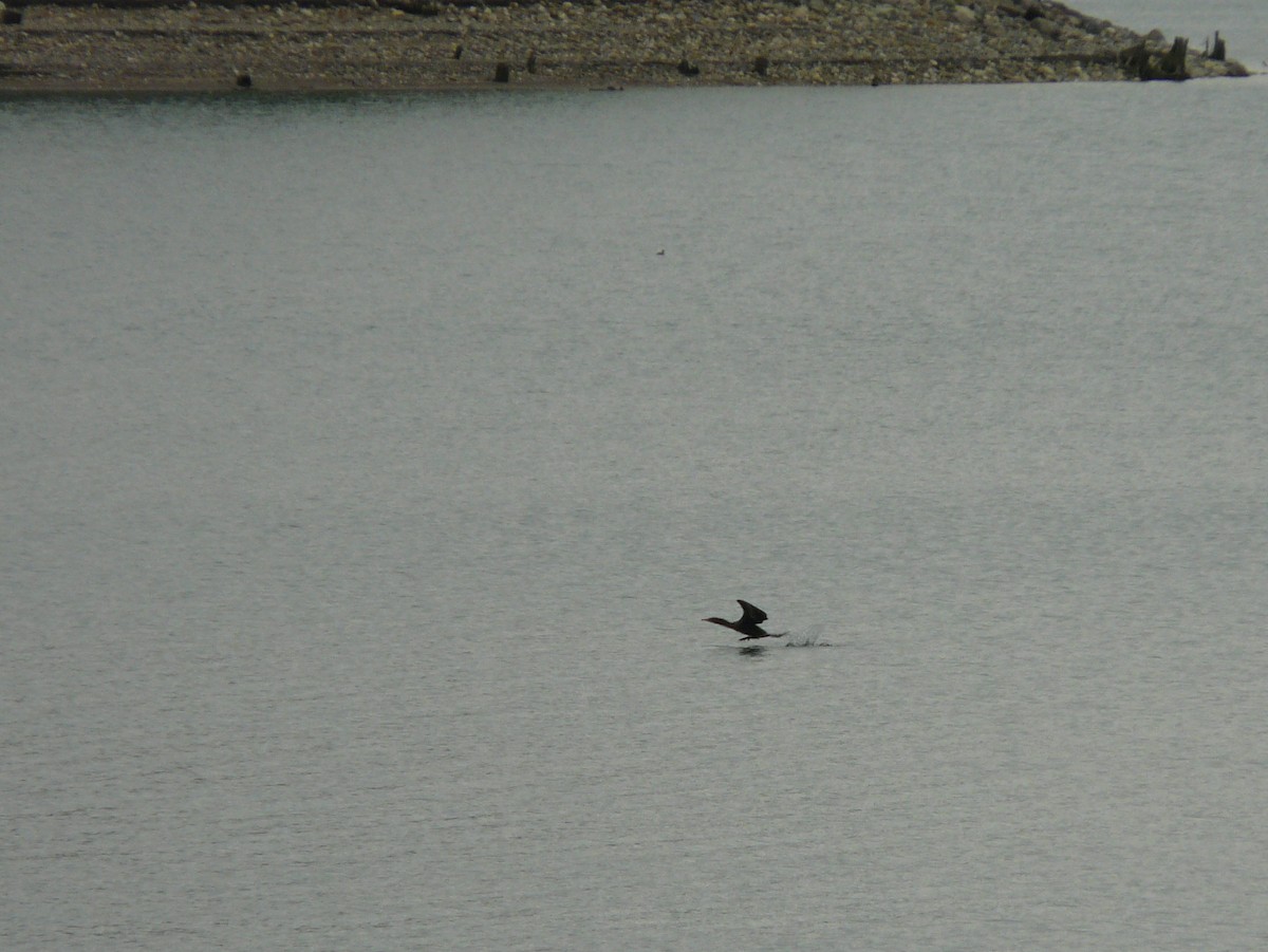 Double-crested Cormorant - ML72969371