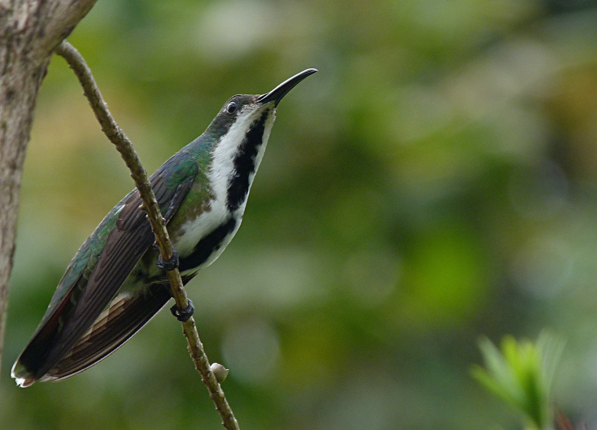 kolibřík tropický - ML72970271