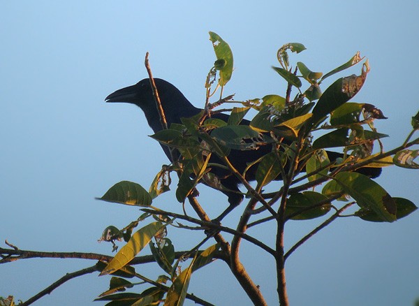 Flores Crow - James Eaton