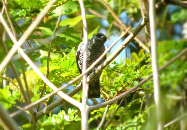 Pale-shouldered Cicadabird - ML729708