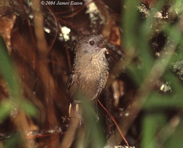 Gray-bellied Wren-Babbler - James Eaton