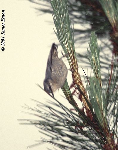 Yunnan Nuthatch - James Eaton