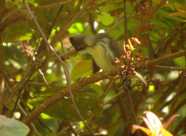 Burmese Yuhina - ML729726