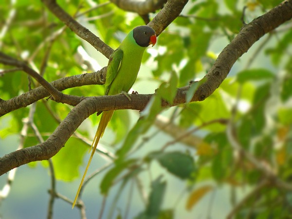 Gray-headed Parakeet - ML729737