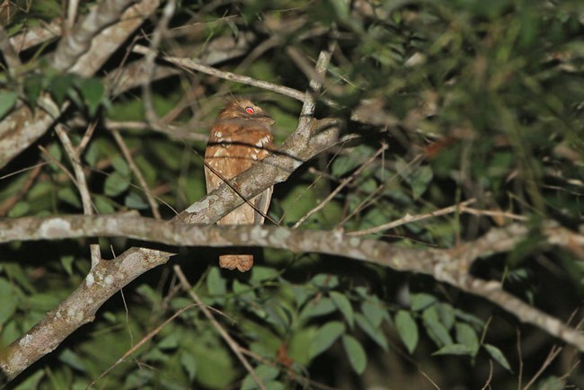 Bornean Frogmouth - James Eaton