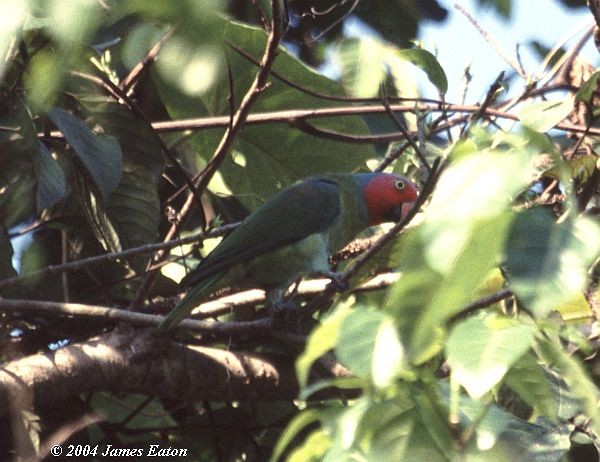 Red-cheeked Parrot - James Eaton