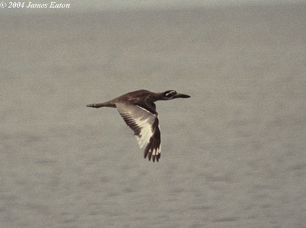 Beach Thick-knee - ML729748