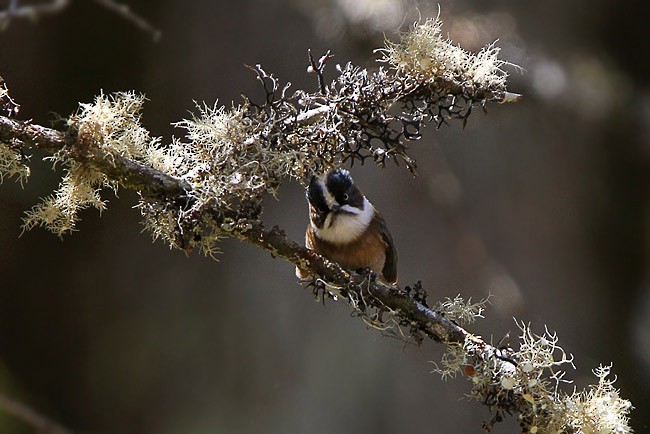 Black-browed Tit (Burmese) - James Eaton