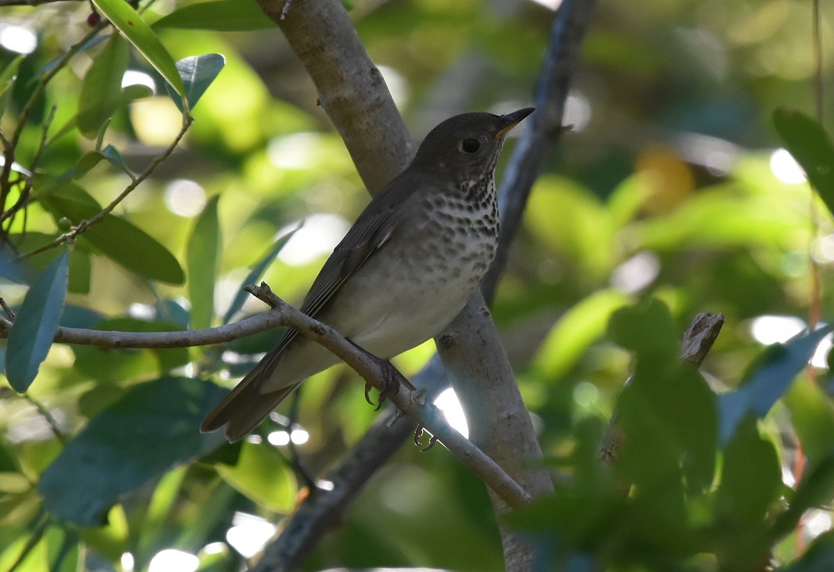 Gray-cheeked Thrush - JoAnna Clayton