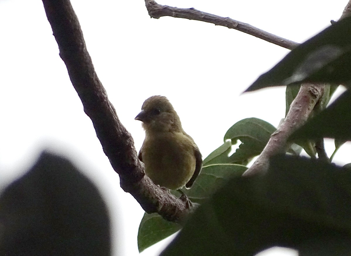 Lesser Goldfinch - ML72978131