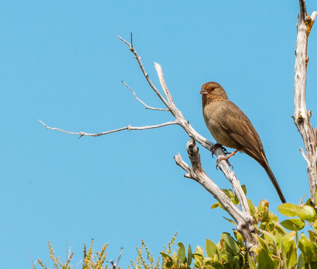 California Towhee - ML72978301