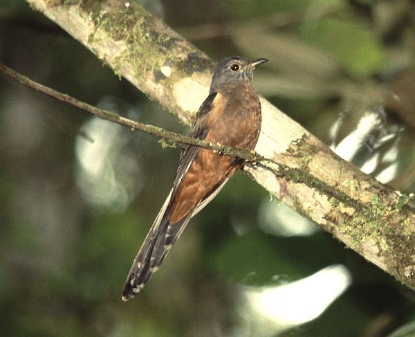 Brush Cuckoo (Sulawesi) - ML729786