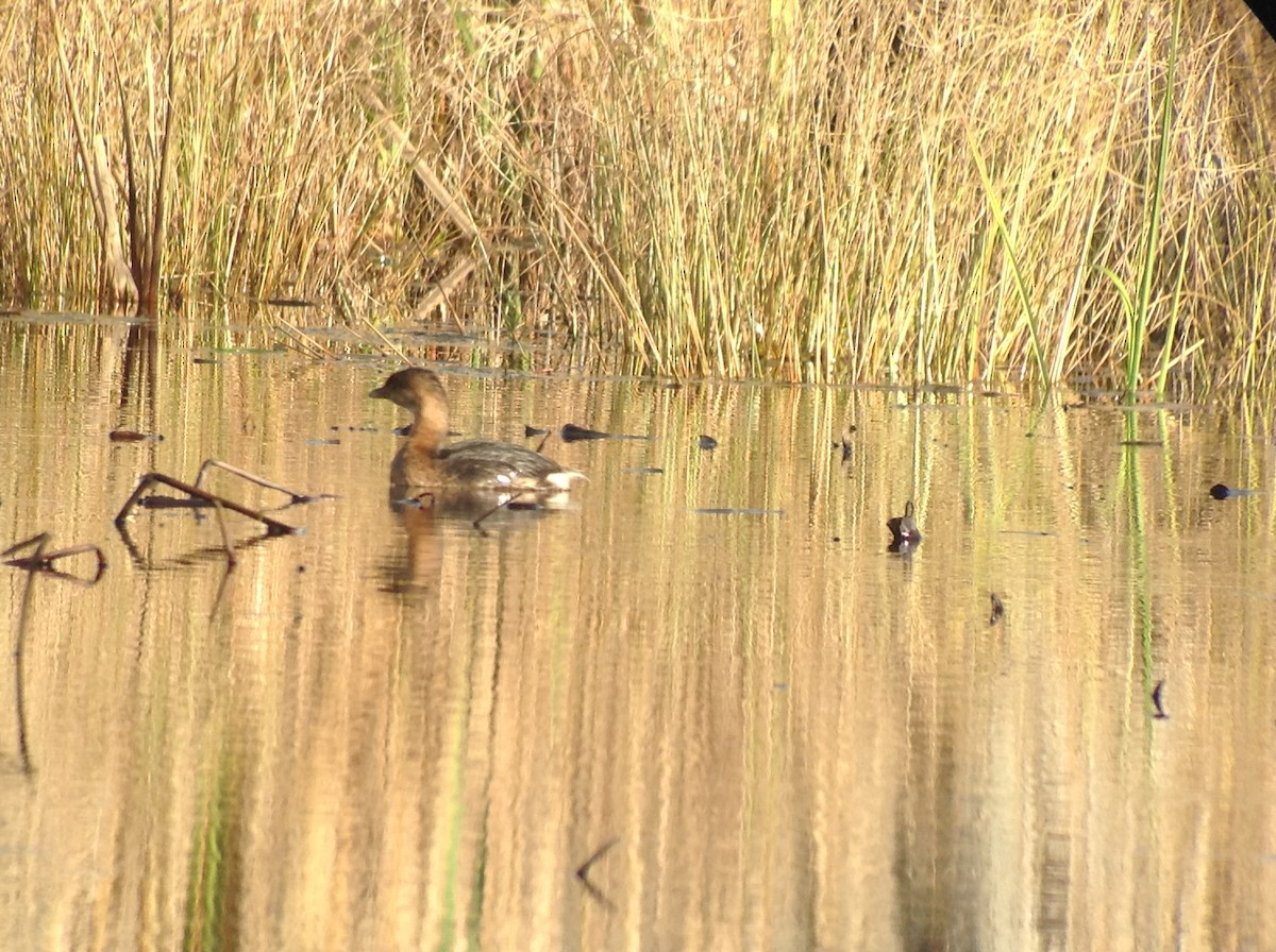 Pied-billed Grebe - ML72978771