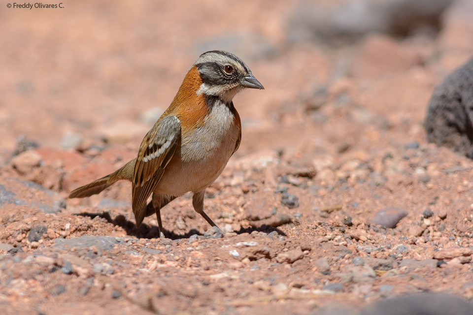Rufous-collared Sparrow - Freddy Olivares