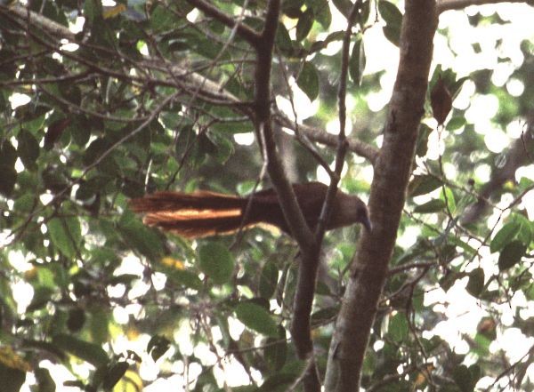 Bay Coucal - ML729796