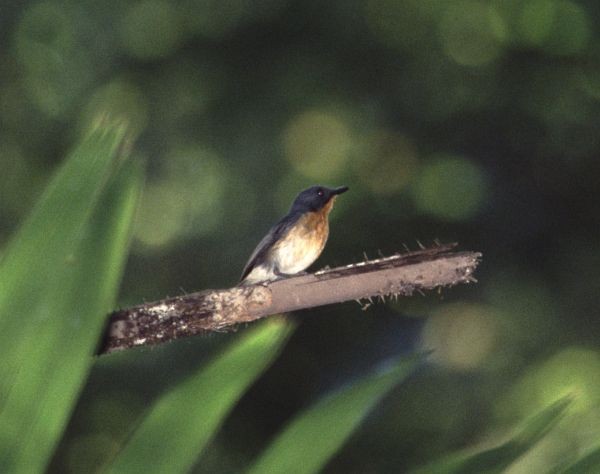 Rufous-throated Flycatcher - James Eaton