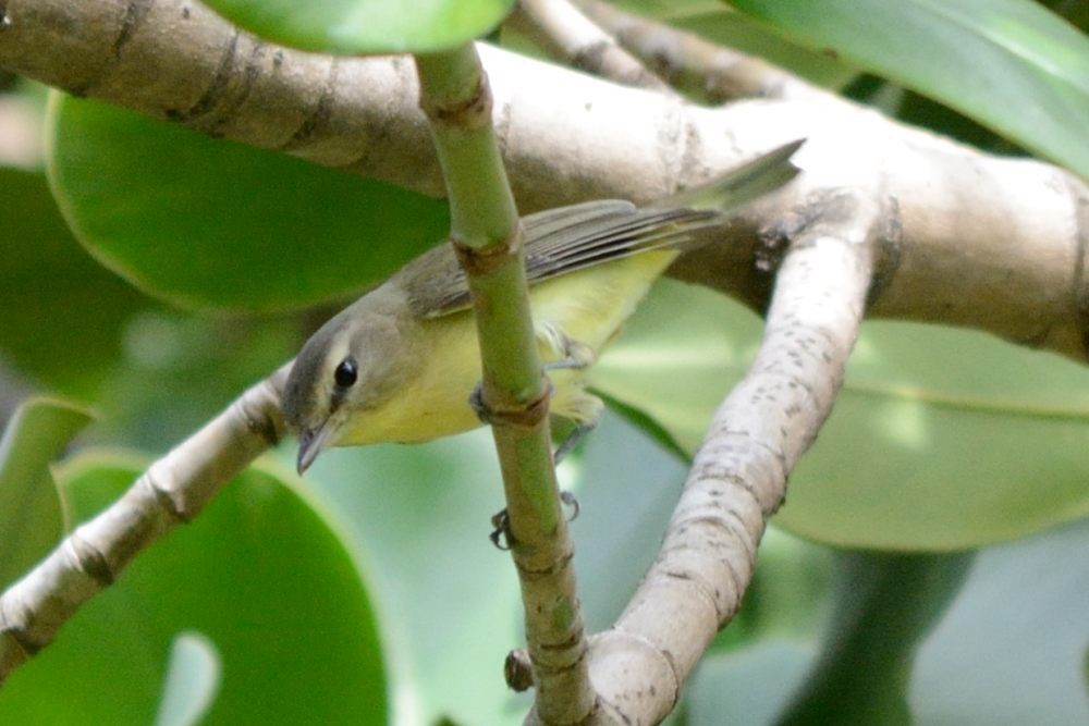 Philadelphia Vireo - ML72981381