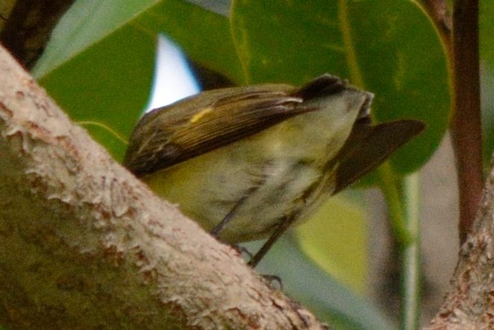 American Redstart - ML72981691