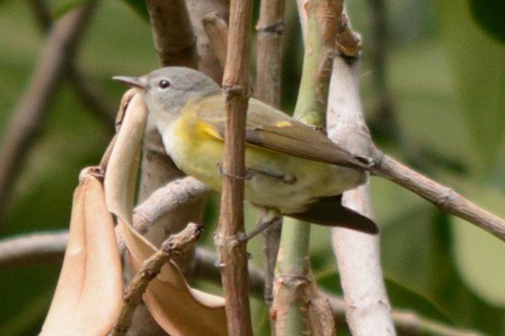 American Redstart - ML72981701