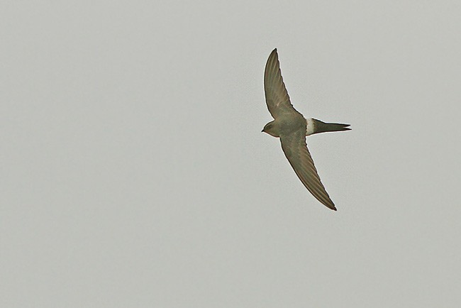 Salim Ali's Swift - ML729823