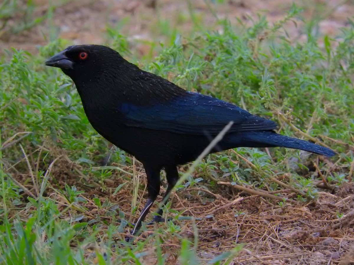 Bronzed Cowbird - ML72983161